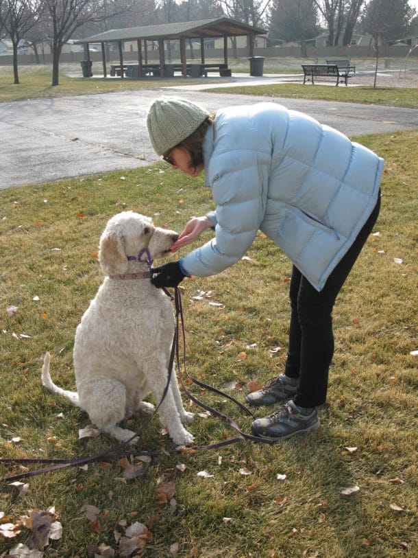 Group Dog Training Course Salt Lake City Utah